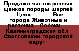 Продажа чистокровных щенков породы шарпей › Цена ­ 8 000 - Все города Животные и растения » Собаки   . Калининградская обл.,Светловский городской округ 